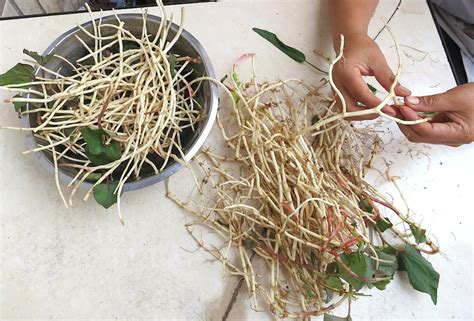 In the Yunnan Kitchen: Fish Mint Root.